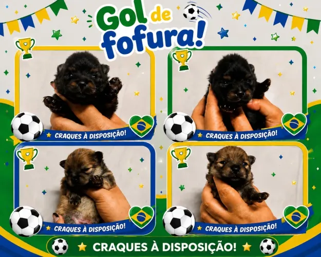 Spitz alemão