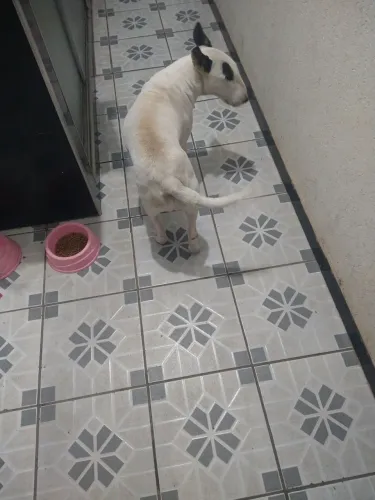 Doa cachorra buterie