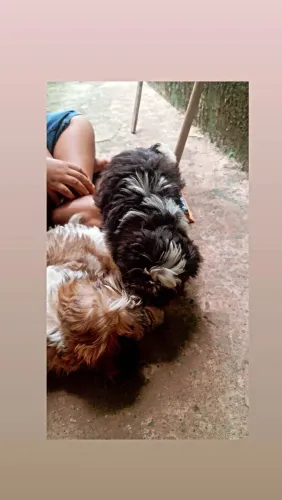 Vendo Shih Tzu puro