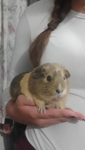 Pet
