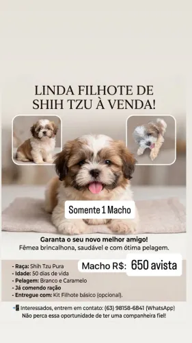 Filhote de shiatsu