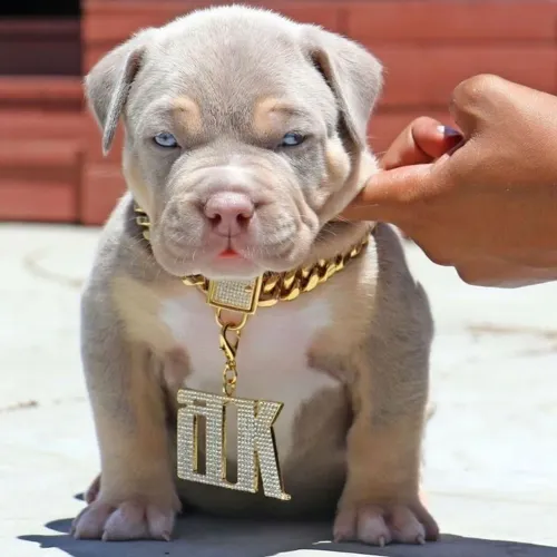 American Bully - Amor Que Cresce Cada Dia 