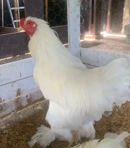 Ovos de Brahma White 