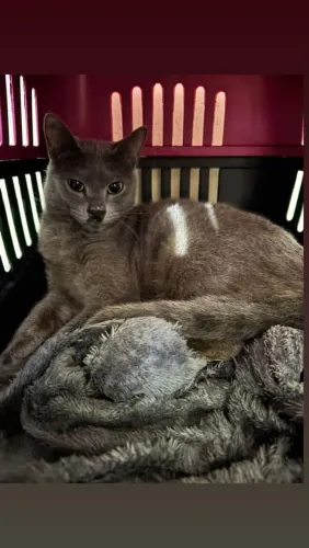 Gata castrada