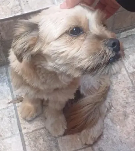 Lindo cachorrinho para doação 