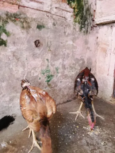 Franguinhos Shamo Um macho e duas fêmeas