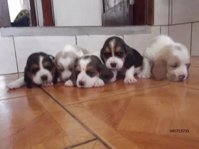 Lindíssimo filhote Basset Hound top