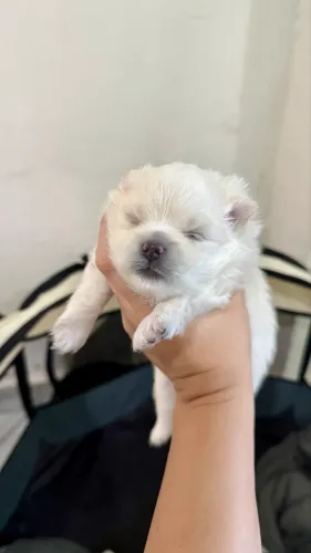 Lulu da Pomerania fêmea