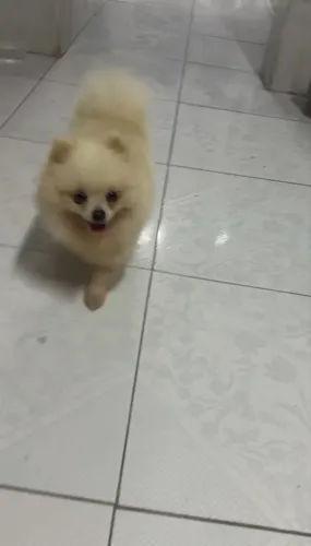 Spitz alemão anão para cobertura 