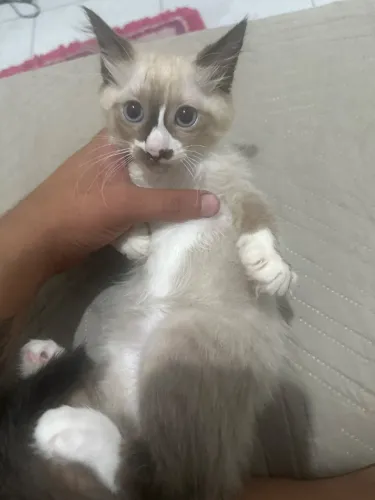 Estou doando gato siamês de 3 meses