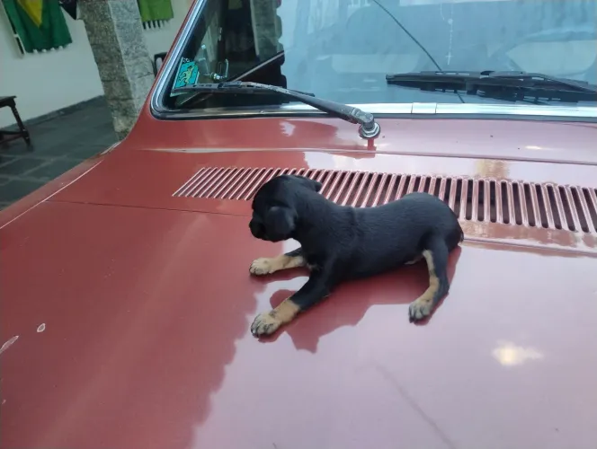 Cachorrinho Pinscher número 01