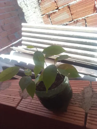 Plantas