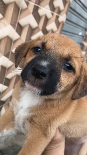 Cachorro para doacao