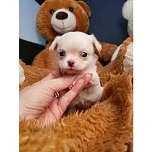Chihuahua Coragem em versão compacta.
