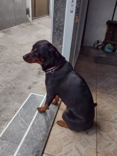 vendo Rotwailler fêmea 