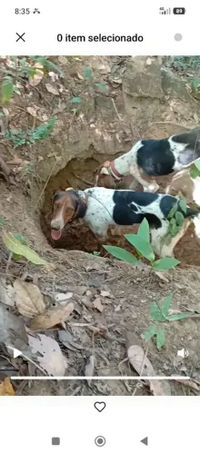 Cachorro americano rastreador