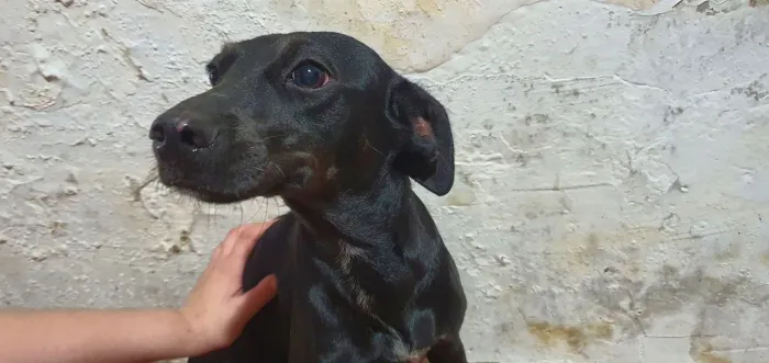 Doação Urgente: Linda Cadela de 7 meses - Muito Dócil e Companheira!