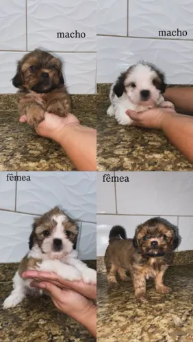 ? FILHOTES DE SHIH TZU DISPONÍVEIS!  