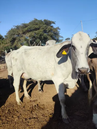 Vaca girolanda
