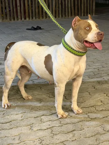 Filhote - Brazilian Bull