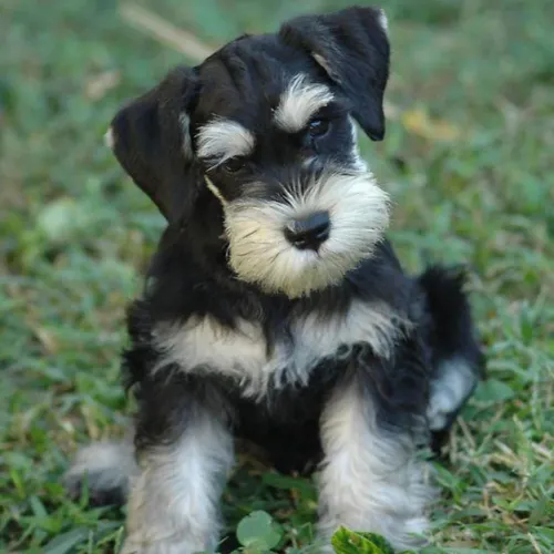 Schnauzer a pronta entrega