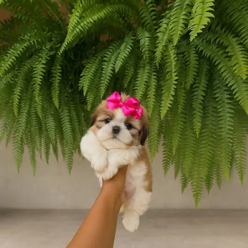 Shih Tzu maravilhosa 