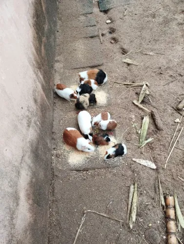 Lindos porquinhos da índia 