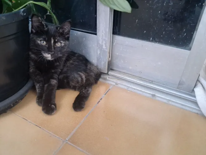 Adoção filhote gato