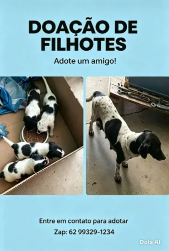 Doação filhotes 