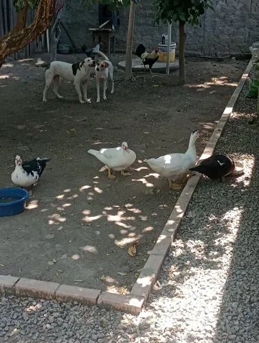 Patos novos