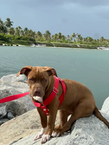 PITBULL ORIGINAL 
