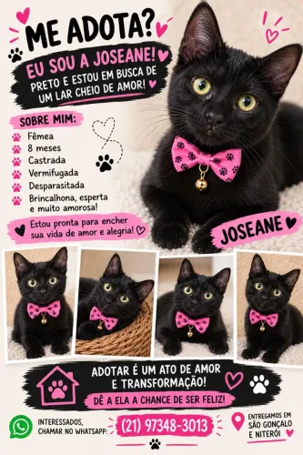 Gatinha para adoção