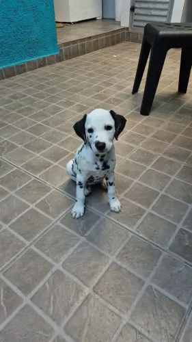 Dalmata filhote  super carinhosa!!!!