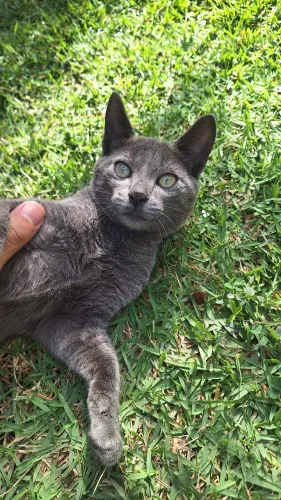 Doação de filhote gatinho muito lindo