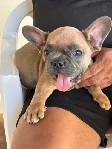 Filhote de buldogue francês 