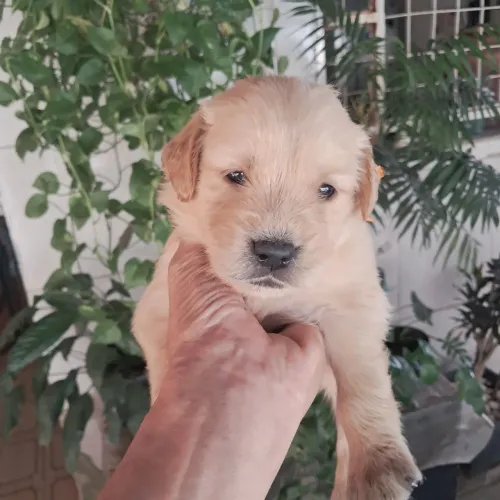 Golden retriever, apenas fêmeas