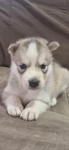 Filhotes de husky siberiano