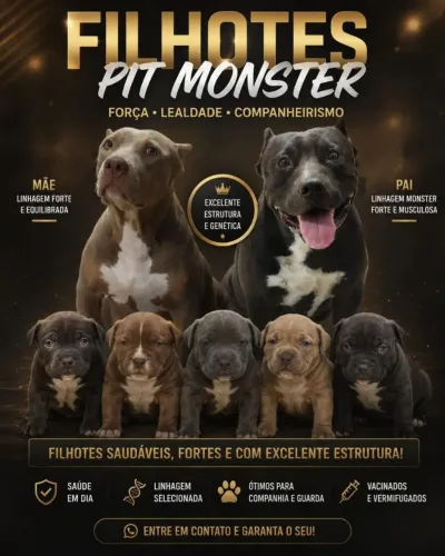 FILHOTES DE PITMONSTER 