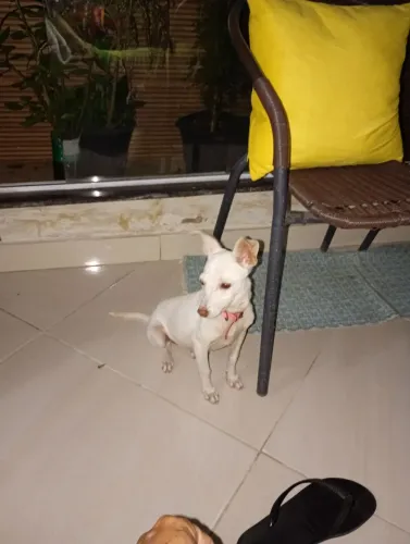 Vendo cachorra 7 meses