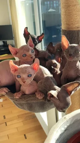 Sphynx Machos e Femeas