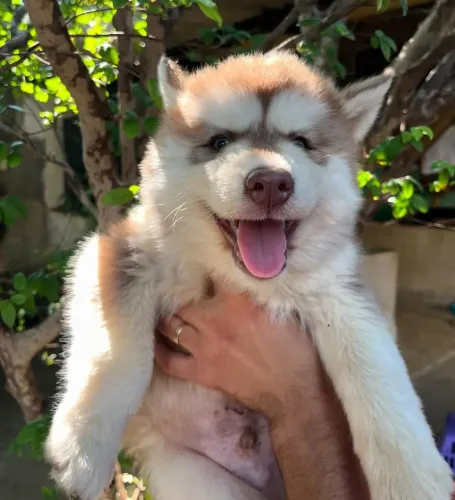 Filhote husky siberiano, Diga sim para um amor que nunca te deixará!