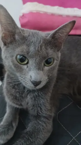 Gato