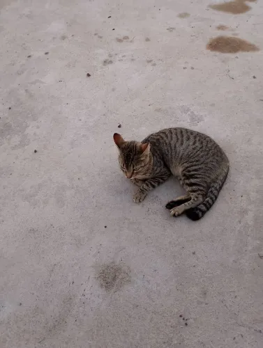 Adoção de uma gatinha