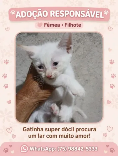 Gatinho para adoção