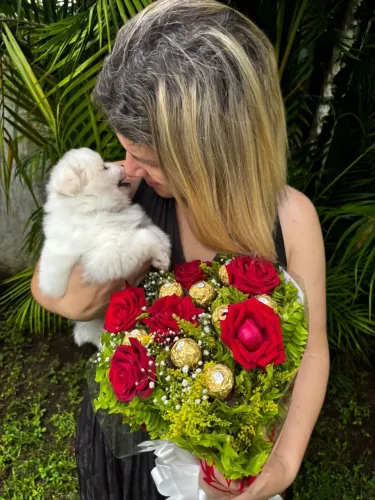 Filhote Spitz alemão anão branco fêmia 50 dias