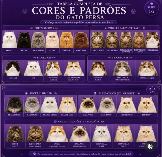 Gatos Persa Logo Vamos Ter 5 Ninhadas