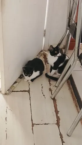 Doa-se gato