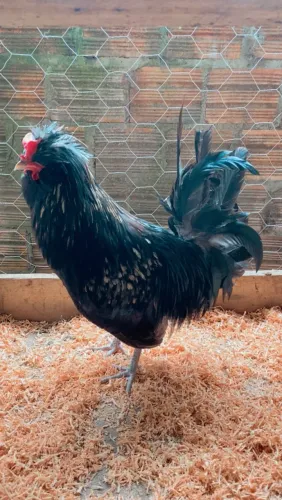 Galo Polonês