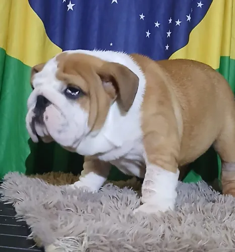 Bulldog inglês macho 90 dias CBKC