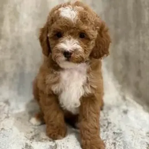 Poodle,Poodle Filhote Disponível Entrega Facilitada